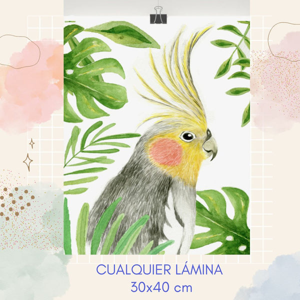 Lámina 30x40 cm