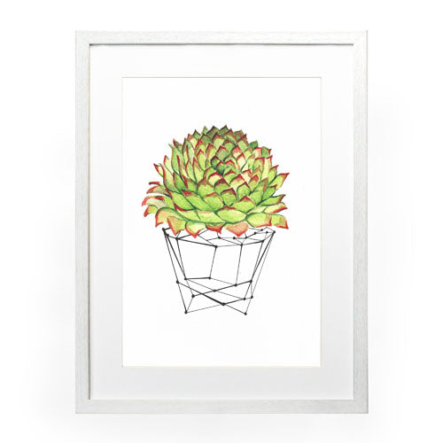 Cactus 7