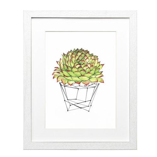 Cactus 7