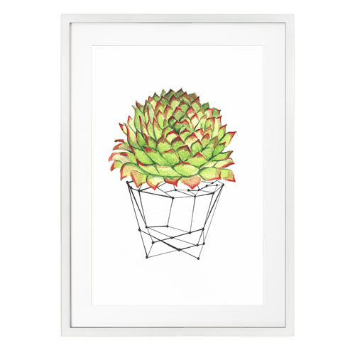 Cactus 7