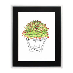 Cactus 7