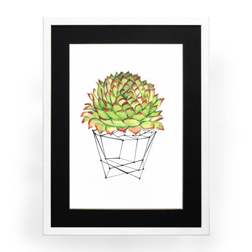 Cactus 7