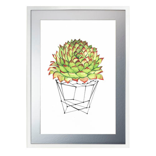 Cactus 7