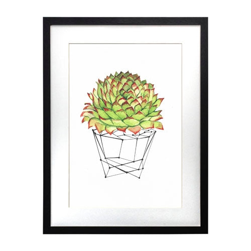 Cactus 7