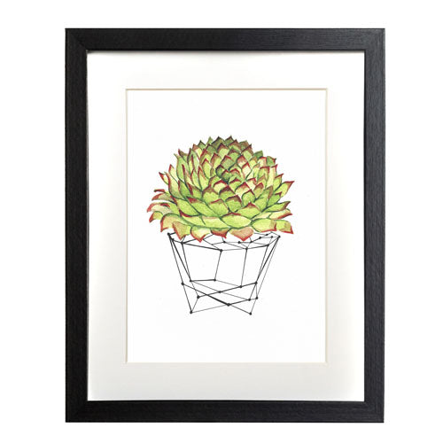 Cactus 7