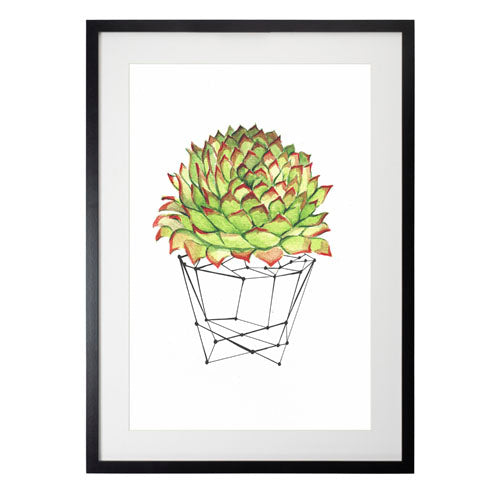 Cactus 7