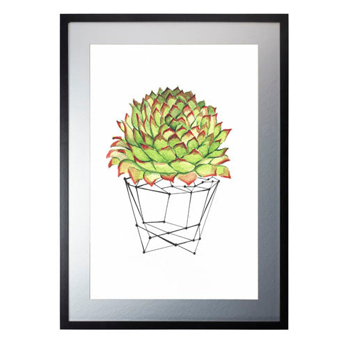 Cactus 7