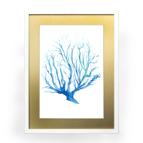 Mar Coral 2