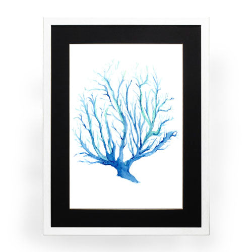 Mar Coral 2