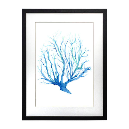 Mar Coral 2