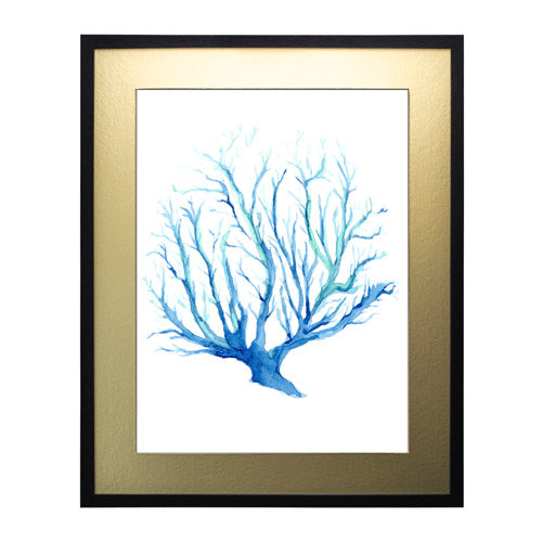 Mar Coral 2
