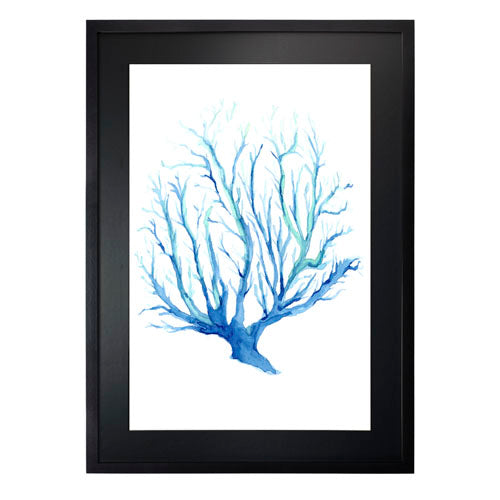 Mar Coral 2