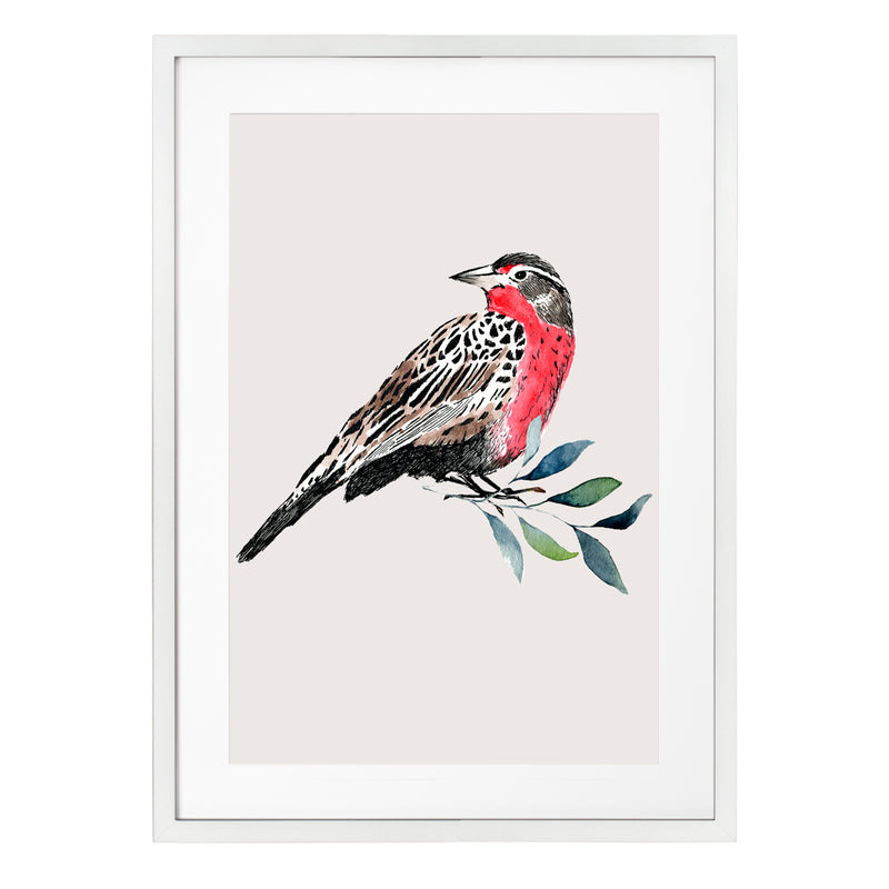 Pájaros Nativos 1