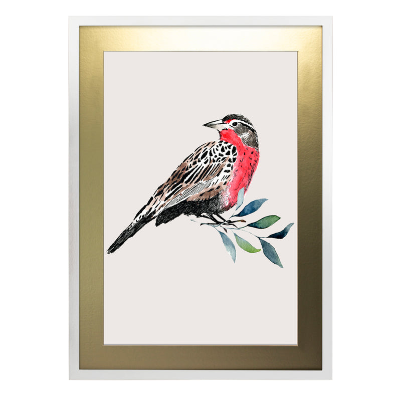 Pájaros Nativos 1
