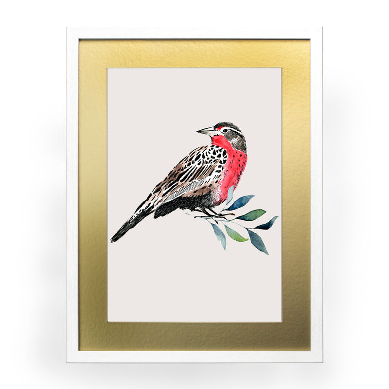Pájaros Nativos 1