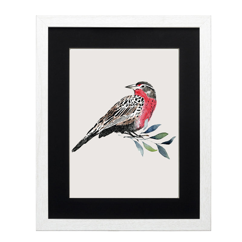Pájaros Nativos 1