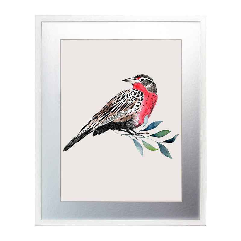 Pájaros Nativos 1