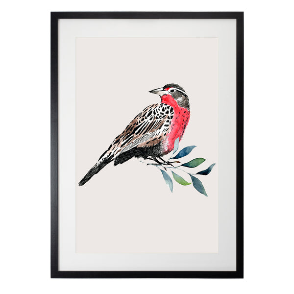 Pájaros Nativos 1