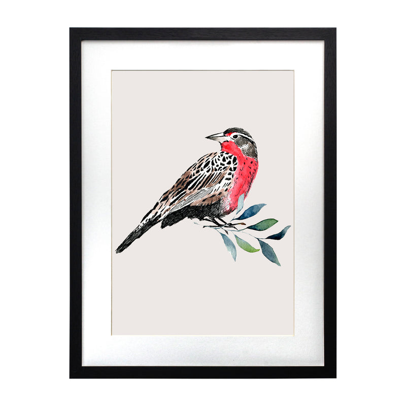Pájaros Nativos 1