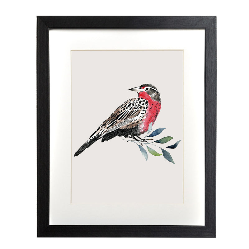 Pájaros Nativos 1
