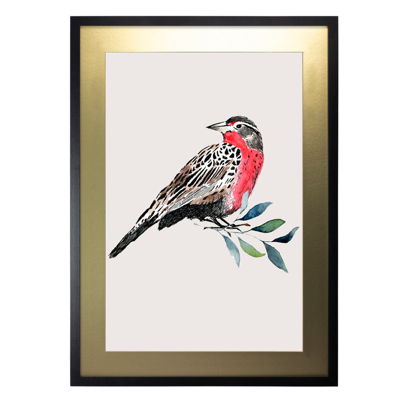 Pájaros Nativos 1