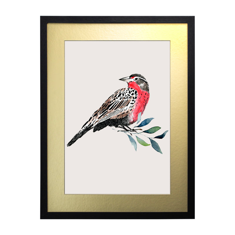 Pájaros Nativos 1
