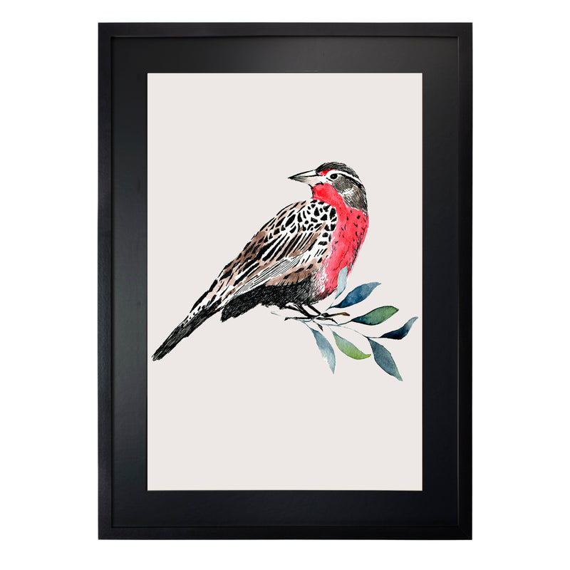 Pájaros Nativos 1