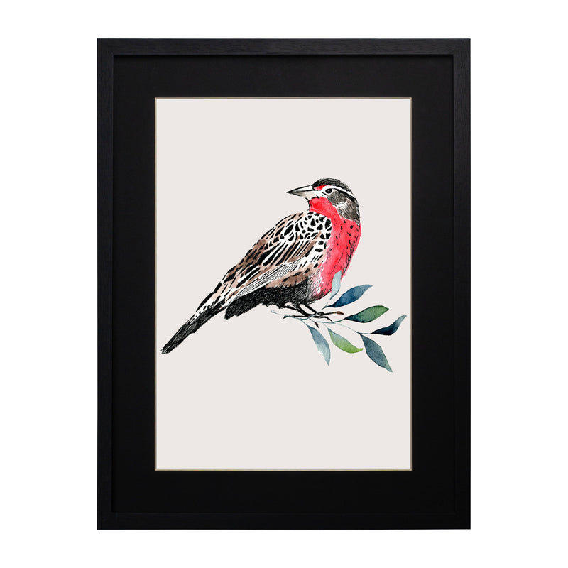 Pájaros Nativos 1