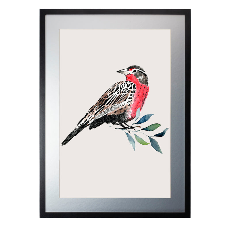 Pájaros Nativos 1