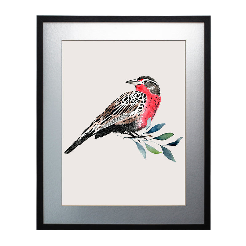 Pájaros Nativos 1