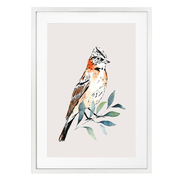 Pájaros Nativos 2