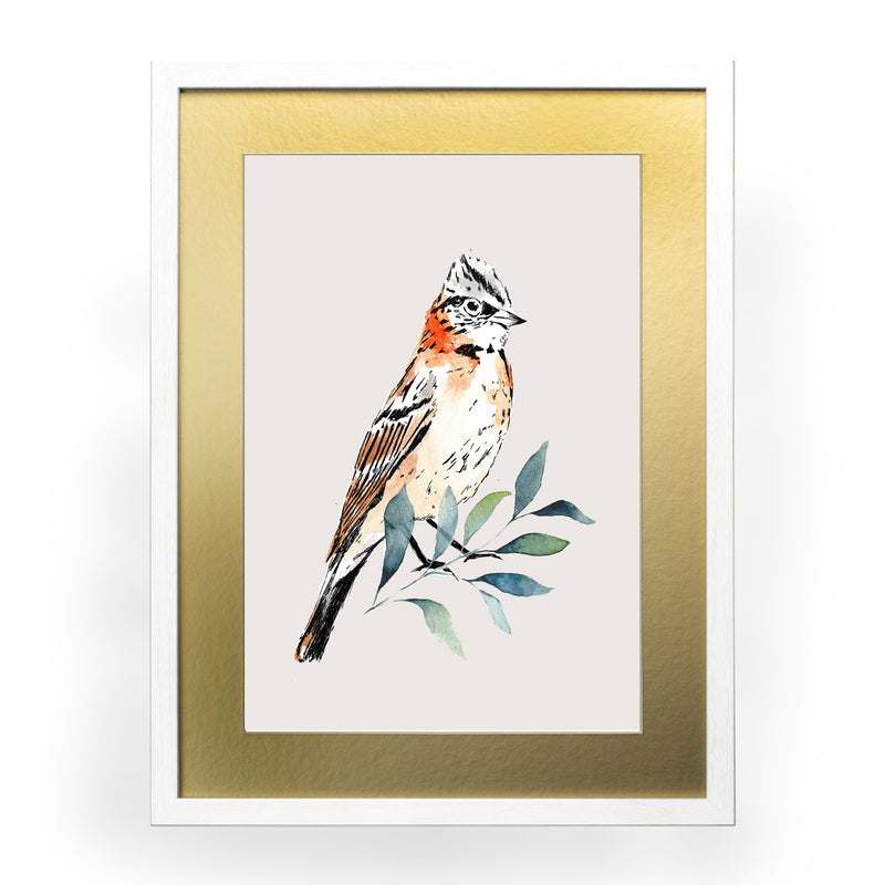 Pájaros Nativos 2