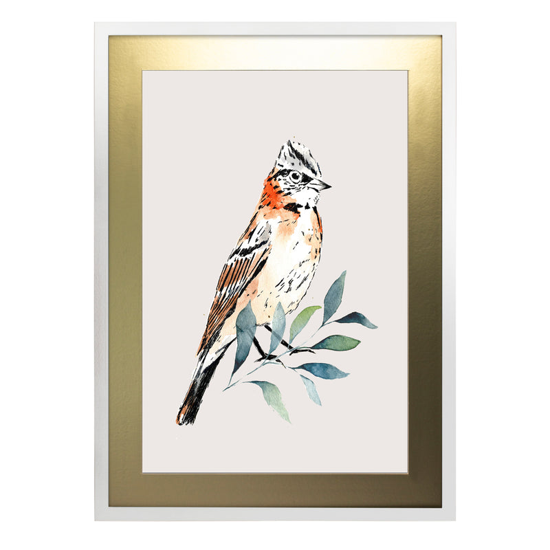 Pájaros Nativos 2