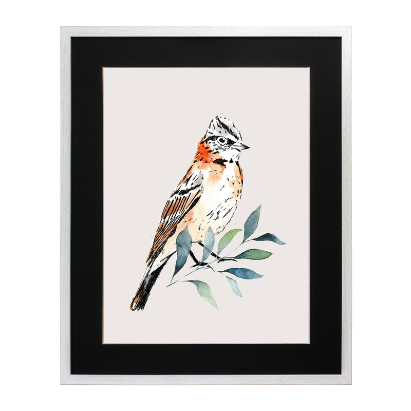 Pájaros Nativos 2