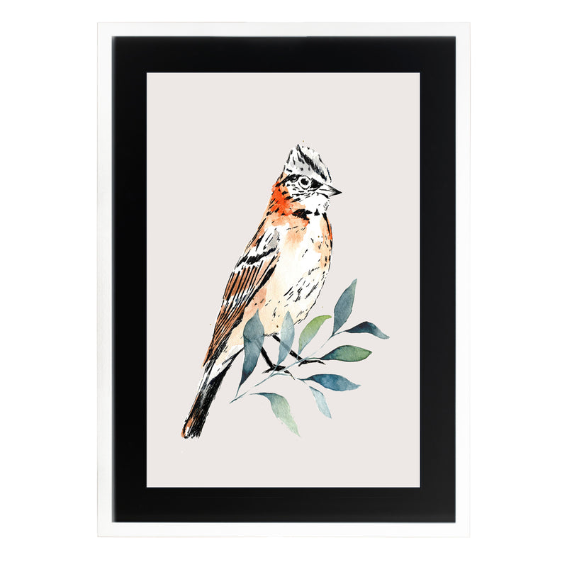 Pájaros Nativos 2