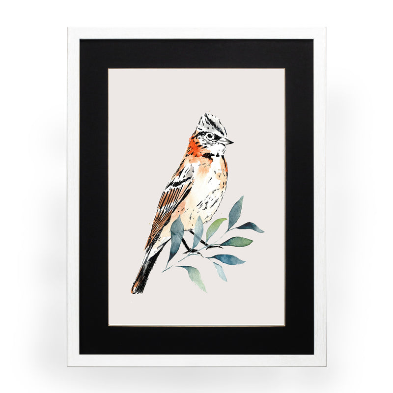 Pájaros Nativos 2