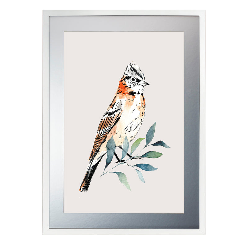 Pájaros Nativos 2