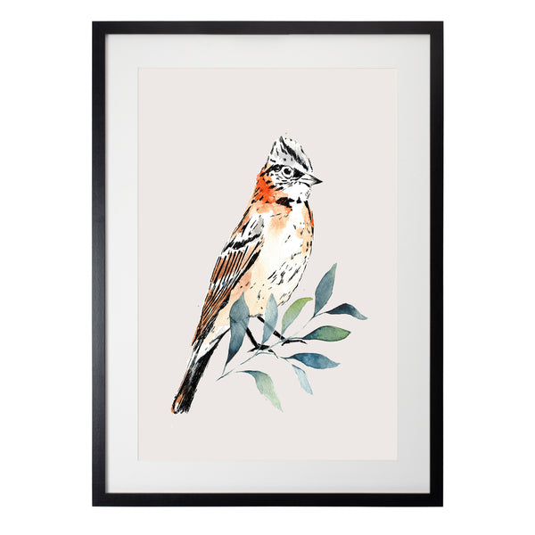 Pájaros Nativos 2