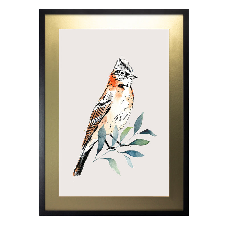 Pájaros Nativos 2