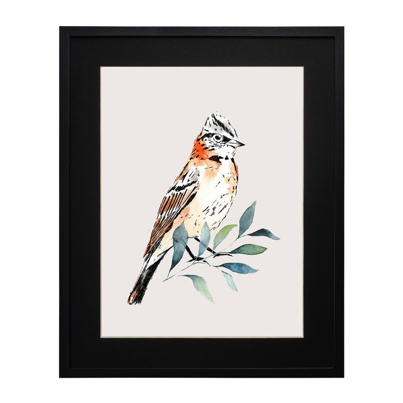 Pájaros Nativos 2