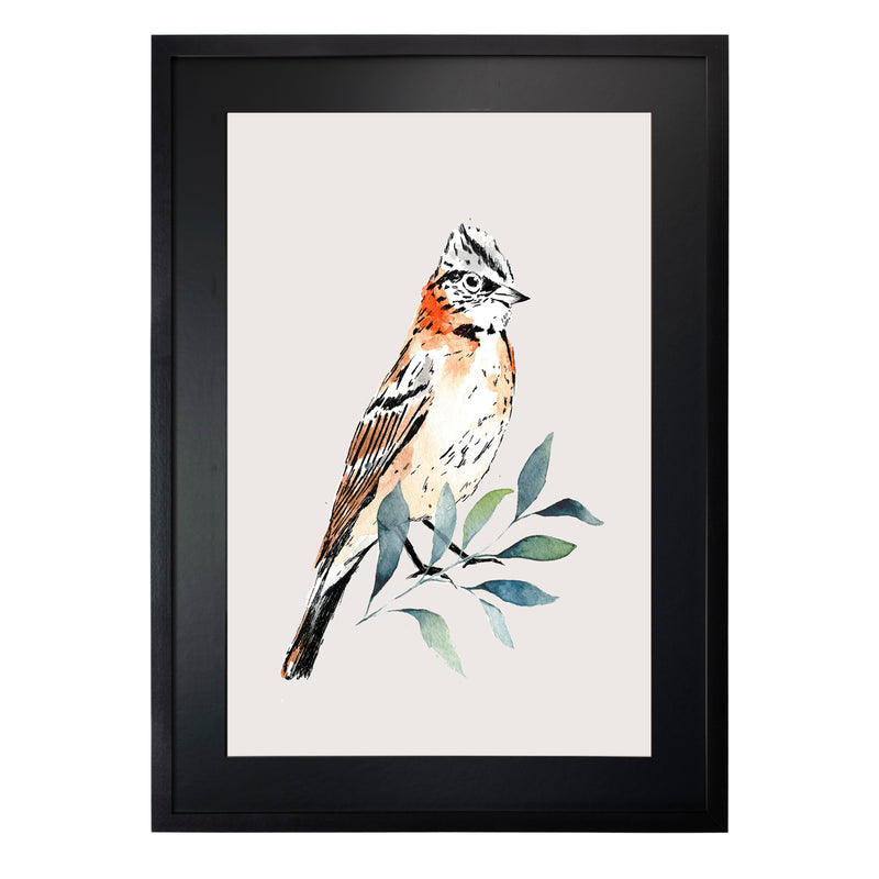 Pájaros Nativos 2