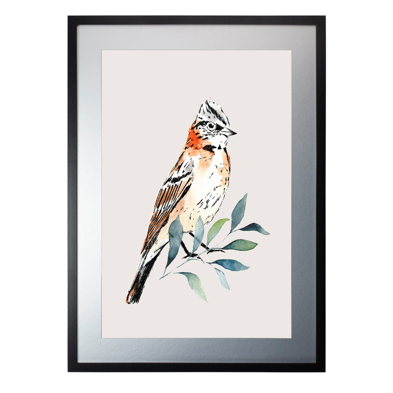 Pájaros Nativos 2