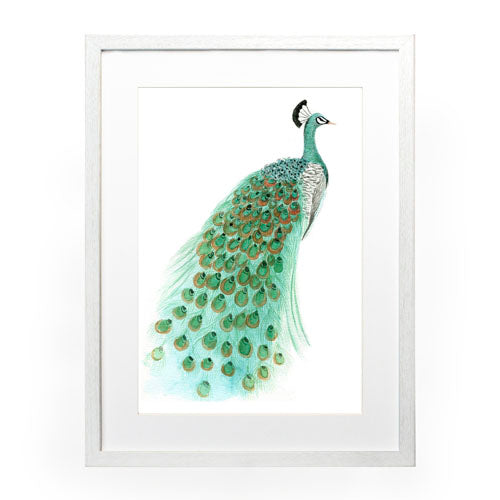 Pavo Real 1