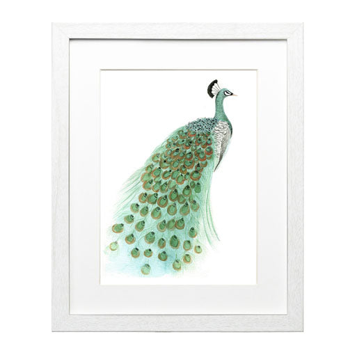 Pavo Real 1