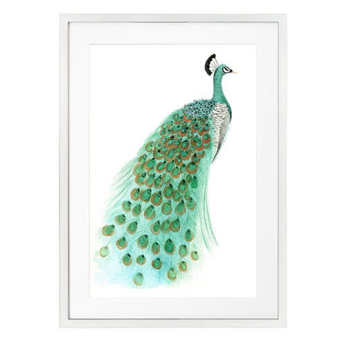 Pavo Real 1