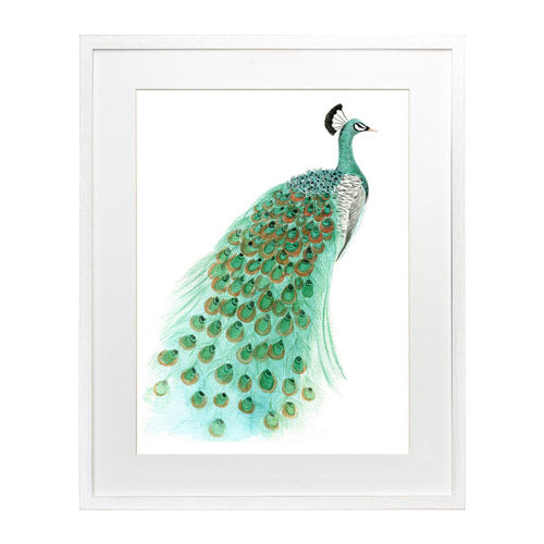 Pavo Real 1