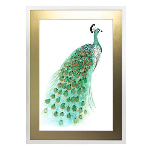 Pavo Real 1