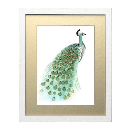 Pavo Real 1