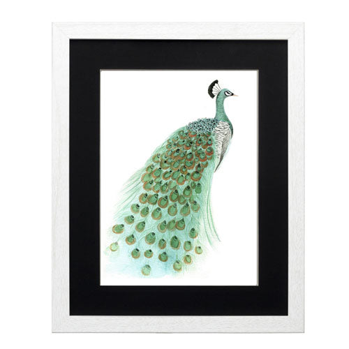 Pavo Real 1