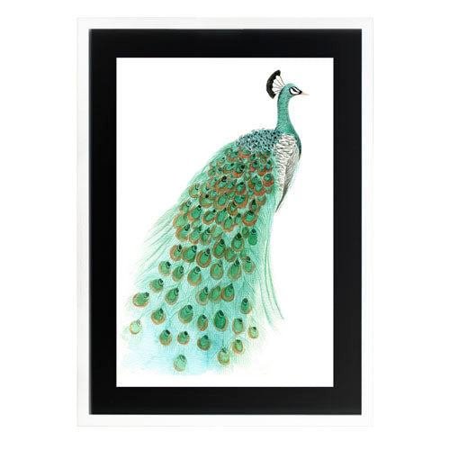 Pavo Real 1